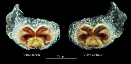 Walckenaeria nudipalpis